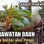 Cara Membuat Bonsai Kelapa Berbuah